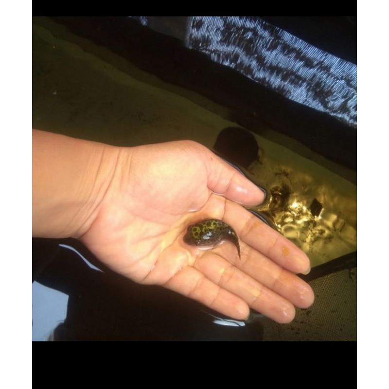 

Ikan buntel Air tawar