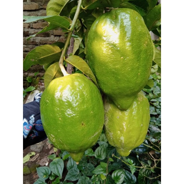 lemon,bibit lemon jumbo