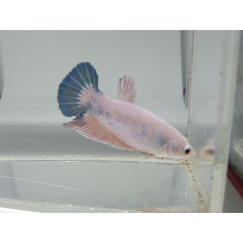 CUPANG FEMALE FLAMINGGO