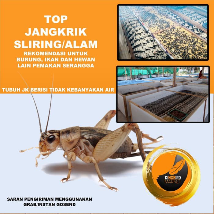 Pakan Arwana Jangkrik Hidup Makanan Ikan Sg Reptil Burung Pak
