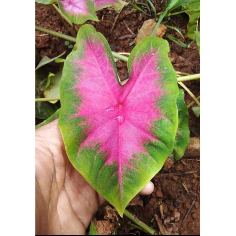 Keladi Pink/Keladi Love/Love Caladium