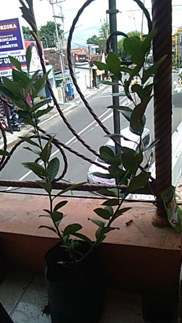 Bibit Lemon Tea Long