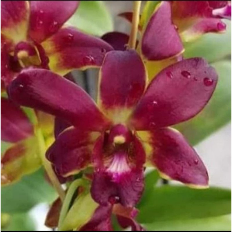 Anggrek dendrobium coyote red
