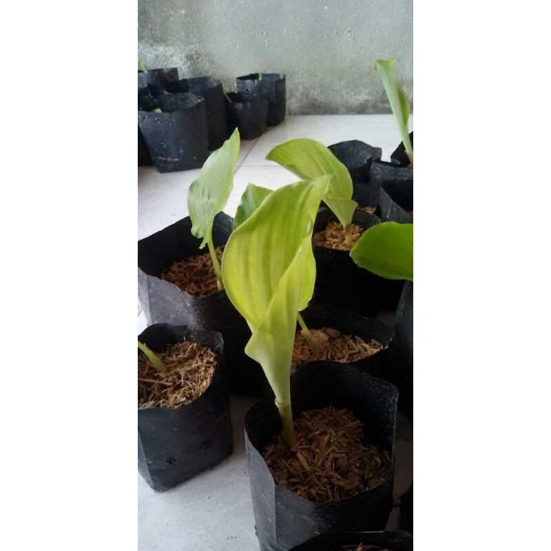 bibit kunyit hitam asli