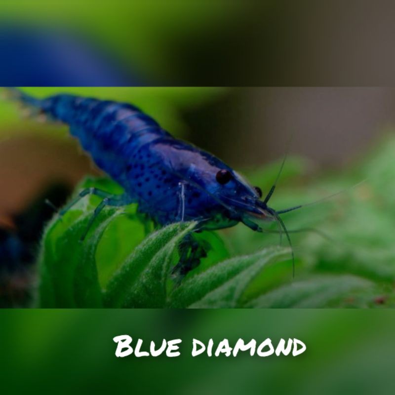 udang hias blue diamond aquascape