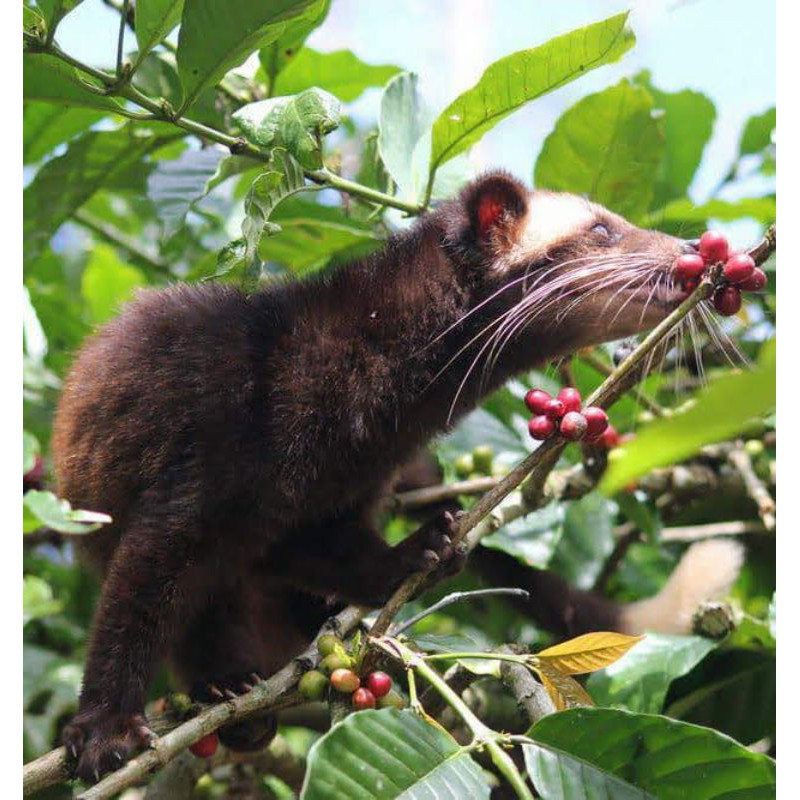 

Bubuk Premium Kopi Luwak Murni Kemasan Ekonomis