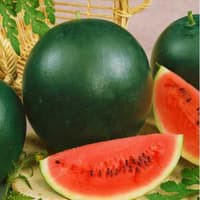 Benih Bibit Biji - Watermelon Sugar Baby Semangka Fruit Seeds - IMPORT