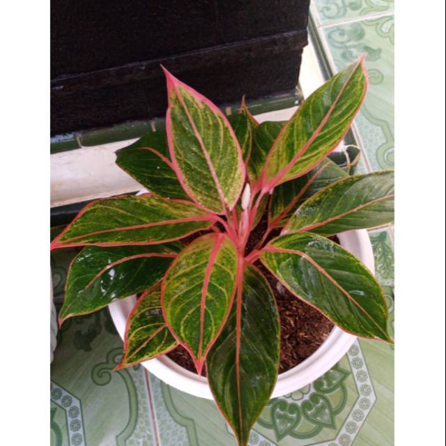 AGLONEMA LIPSTIK MERAK LOTUS KW INDUKAN
