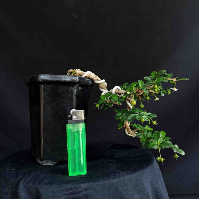 Bonsai Pohon Hokianti Mikro Hokiantea Cascade
