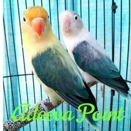 Burung Lovebird Adeeva Point | Pasangan Produksi | Dewasa | Biola Ewing | Biola Pb