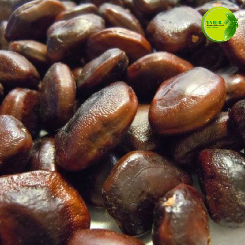 

bibit biji asem Jawa per satu kg.