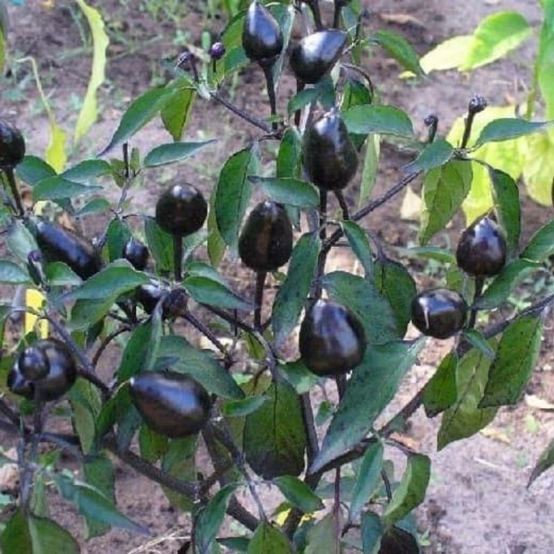 Bibit cabe hitam bulat cabe hias unik bisa dimakan