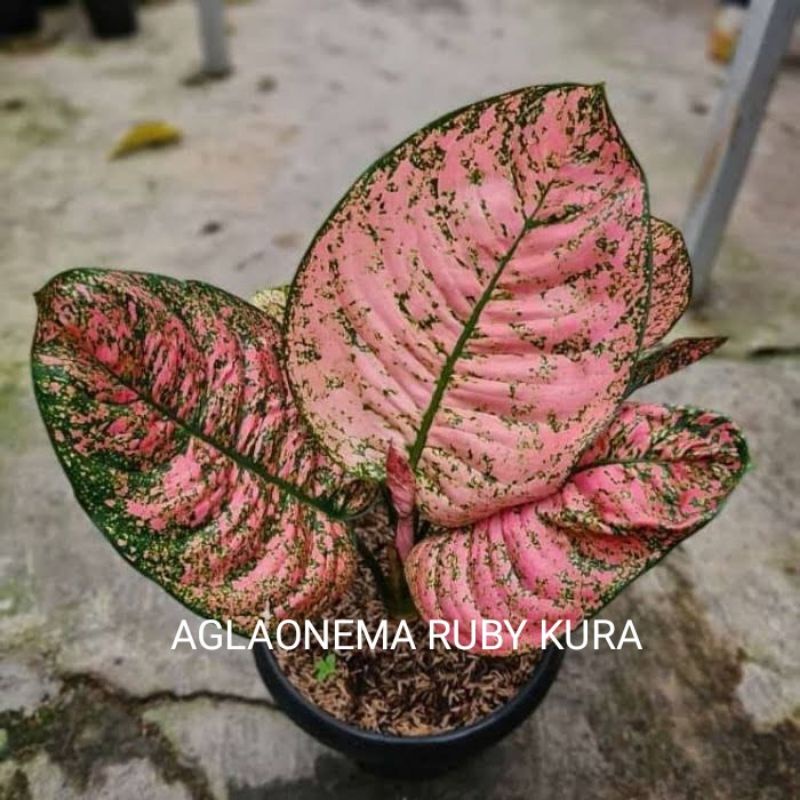 bibit bonggol aglonema ruby compacta