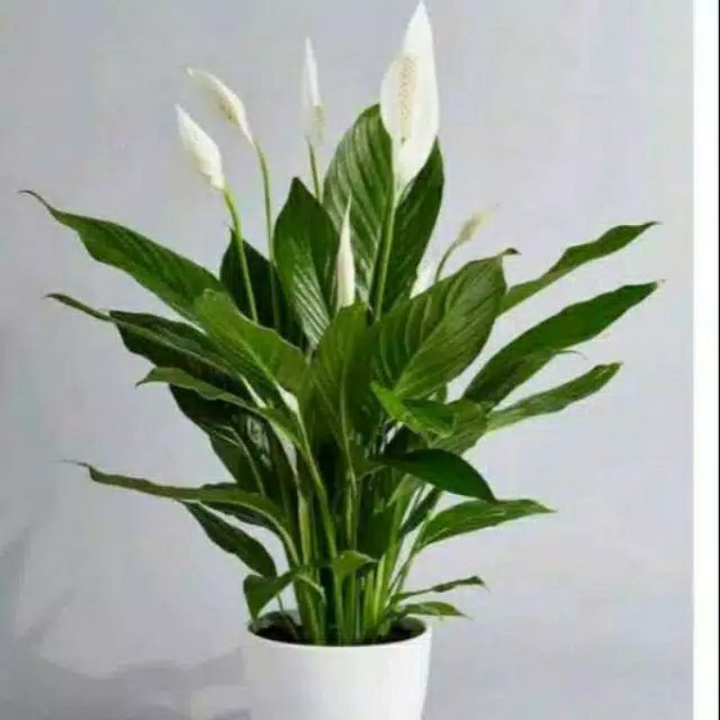 tanaman hias peace lily sudah berbunga