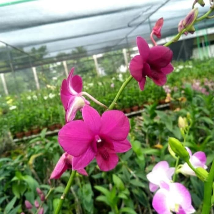 Paket 10 Anggrek Dendrobium Warna Bunga Acak