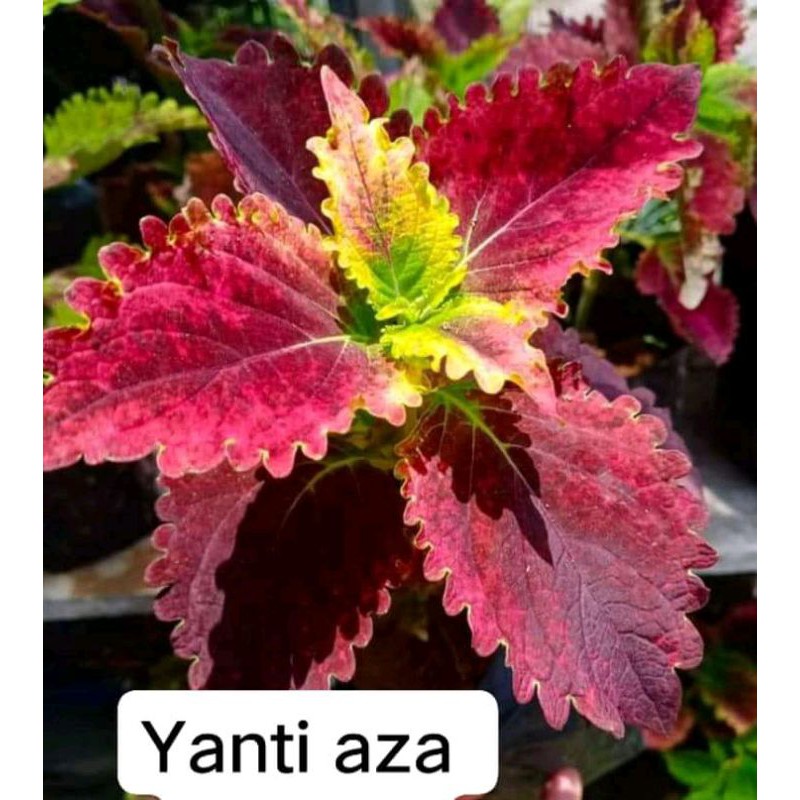 Tanaman Hias Miana/Coleus akar 01