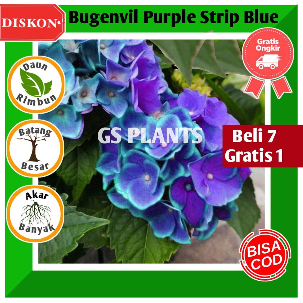 Jual BIBIT TANAMAN HIAS BUGENVIL BUNGA KERTAS // Purple Strip Blue ...