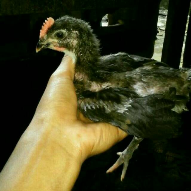 Ayam Pelung Super Umur 2 Bulanan