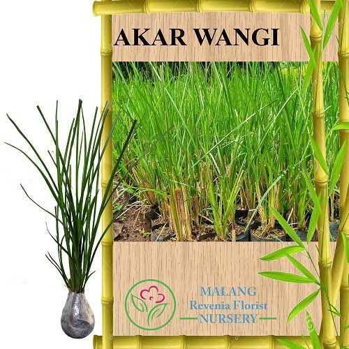 Tanaman Obat Akar Wangi Shopee Indonesia