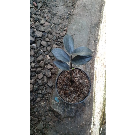 Zamia kulkas black /hitam