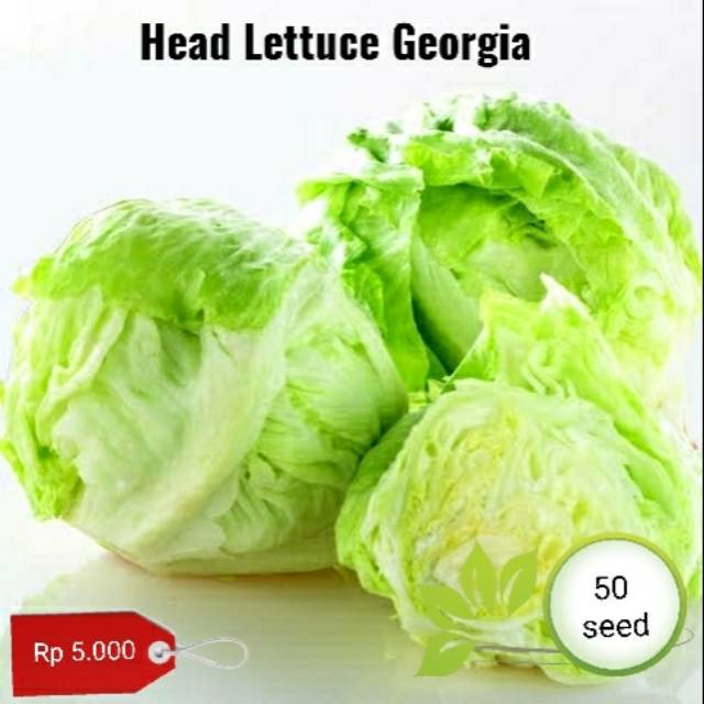 benih biji selada Head Lettuce georgia - 50benih