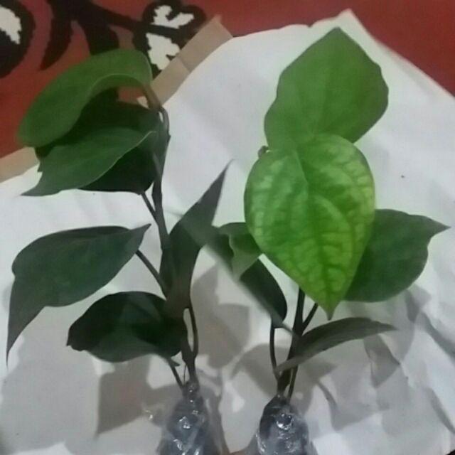 New Produck!! Tanaman Herbal - Tanaman Lada Perdu - Pohon Merica - Piper Nigrum