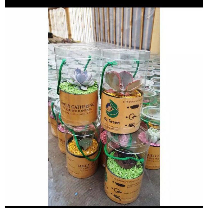 sopenir kaktus&sekulen  bisa reqwes kaktus dan sekulen dan batu warna yg di inginkan