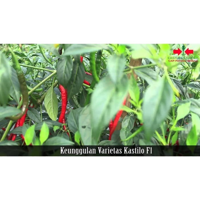 Benih Cabai Keriting Kastilo F1 - Cap Panah Merah / East West Seed