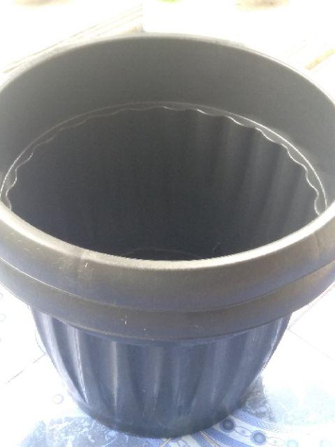 Bibit Buah Juwet Hitam