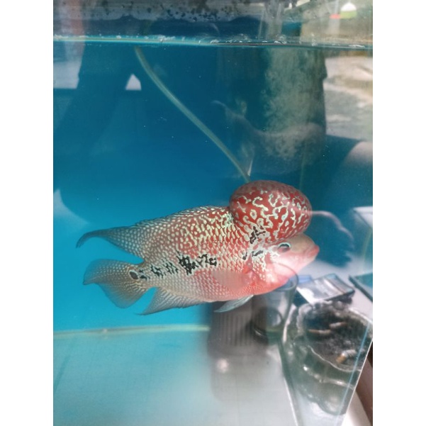 ikan louhan srd boomhead