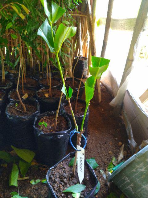 Tanaman Jambu Air Madu Deli Hijau (buy 1 Get 1)