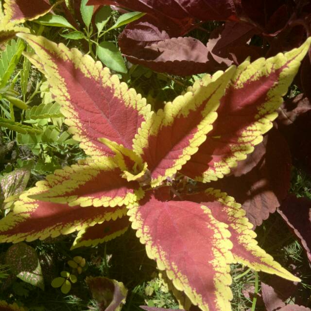 Coleus