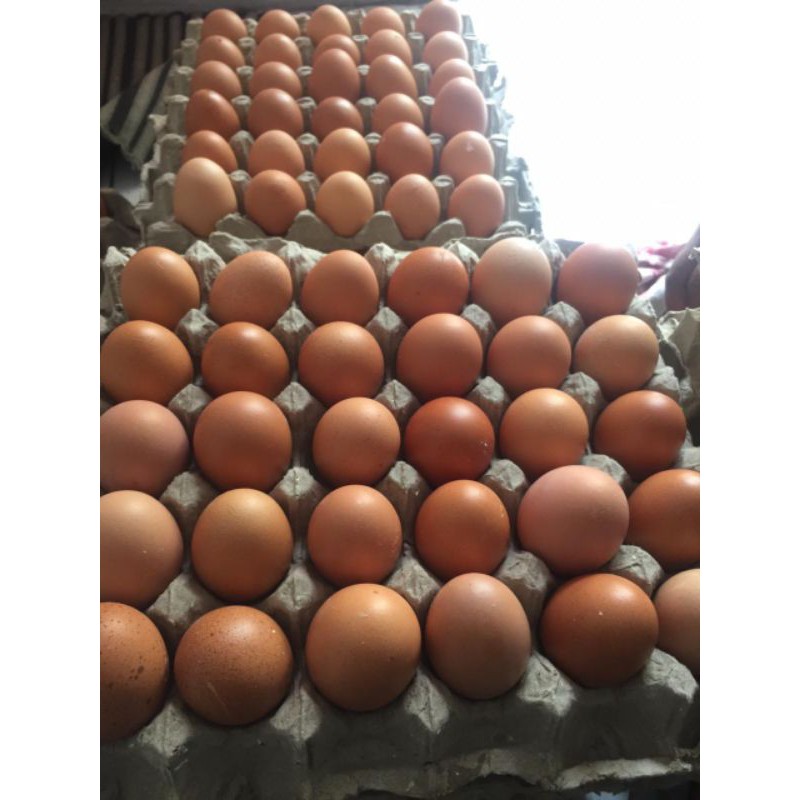

Telor ayam negeri / Telor ayam 1kg