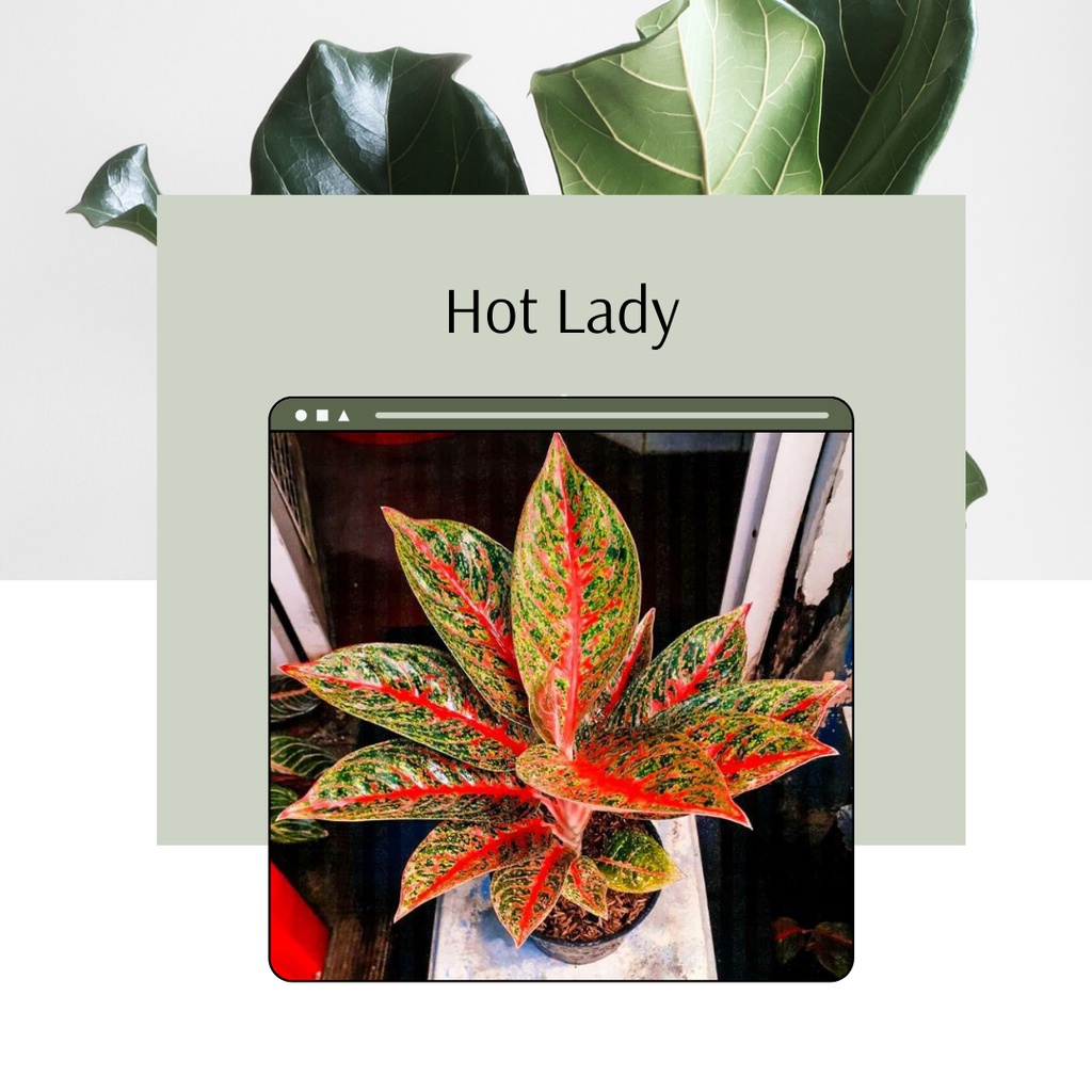 Aglonema Hot Lady Tanaman Hias Aglaonema Hot Lady Murah
