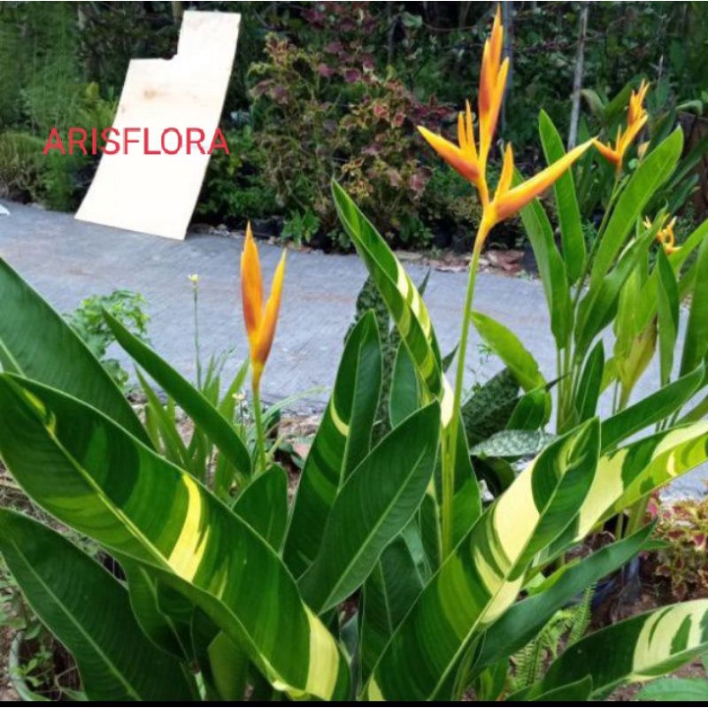 tanaman hias pisang helokonia varigata bunga kuning