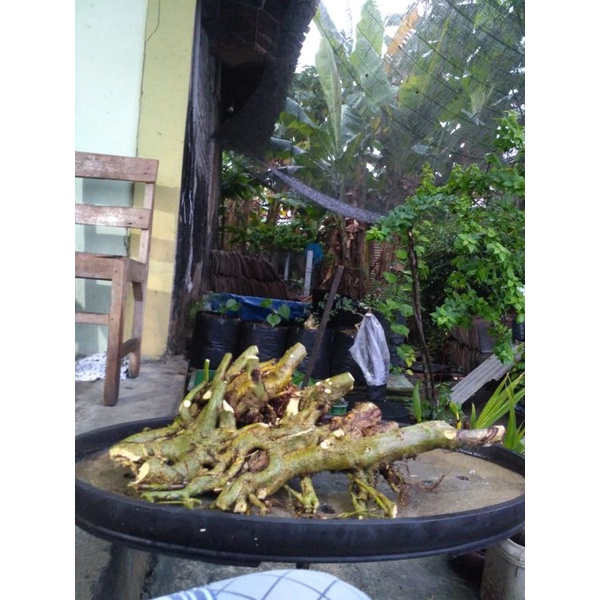 Bahan Bonsai Ampelas Putih link 2kg