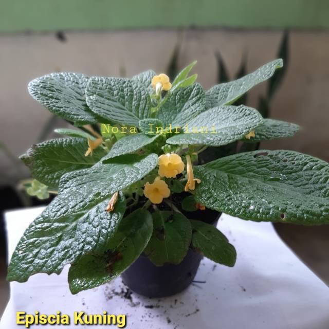 Episcia Bunga Kuning/Tropical Topaz