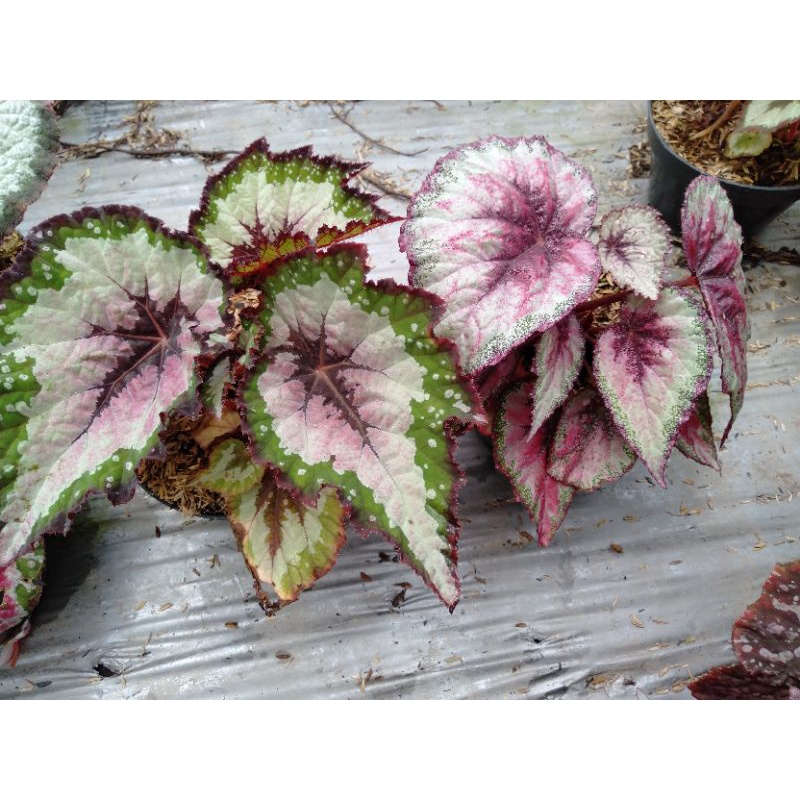 begonia paket 2 pelangi hijau matahari