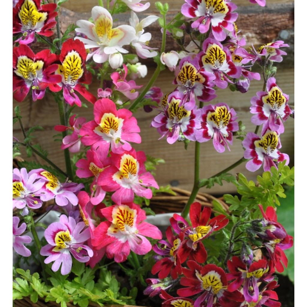 Benih Bunga Schizanthus Angel Wing | Benih Bunga | Bunga | Tanaman Hias | Florist | Taman Bunga