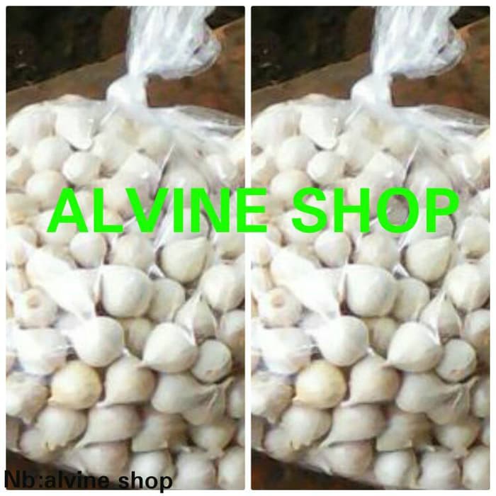 

bawang putih tunggal/bawang lanang