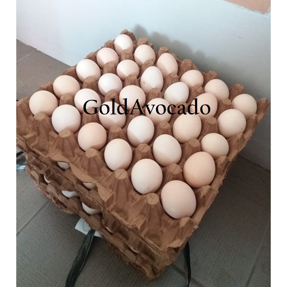 

Telur ayam kampung omega fresh langsung dari peternakan