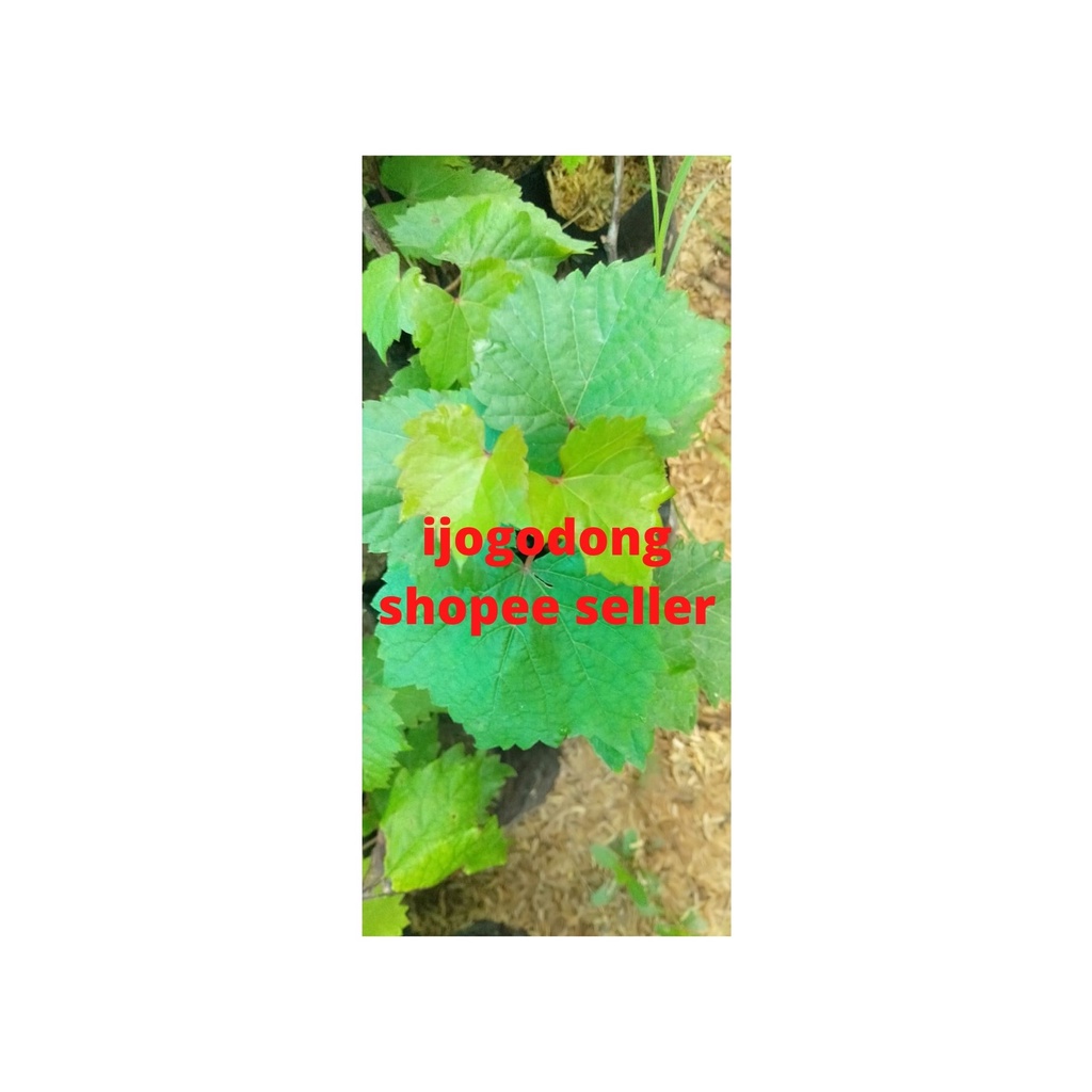 Promo Bibit tanaman anggur rootstock import dobrynya / dobryn