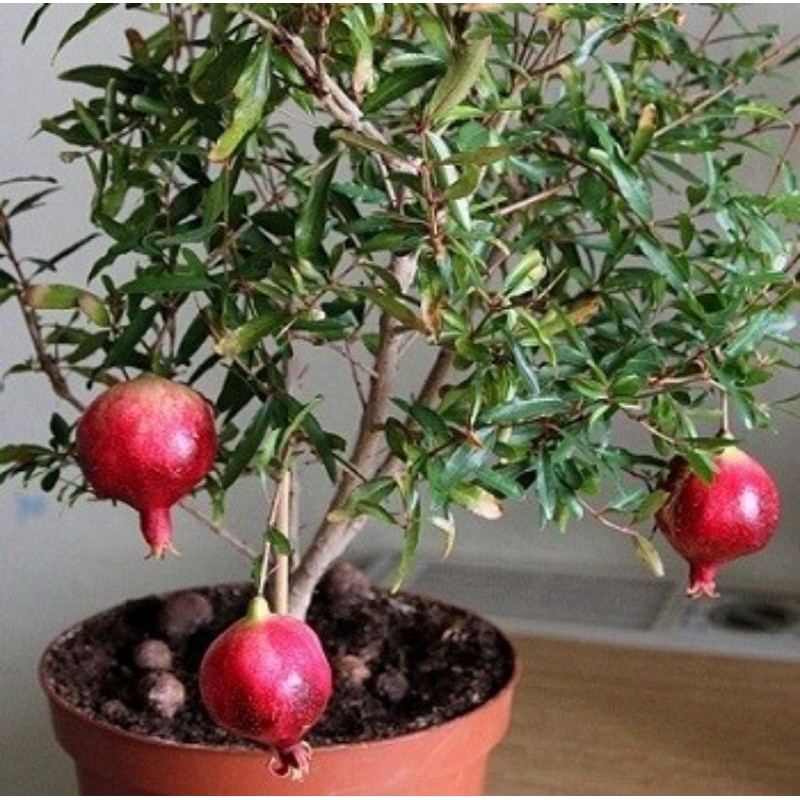 Biji Benih Bonsai Buah Delima