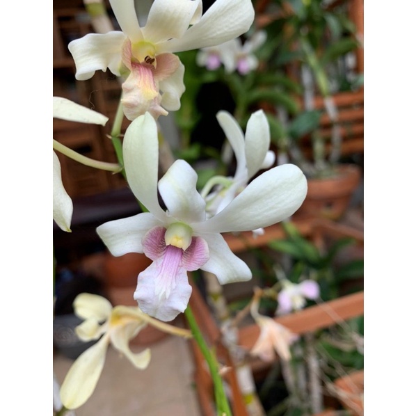 Dendrobium Capung Bali var White