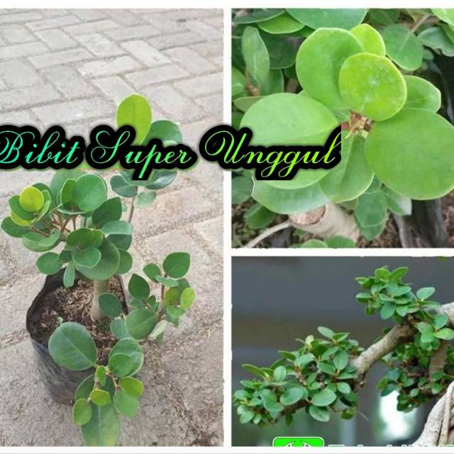 TANAMAN HIAS BUNGA BERINGIN DOLAR/BERINGIN KOREA BAHAN BONSAI CANTIK