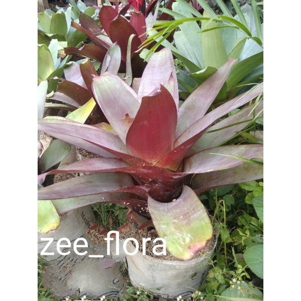 Bromelia giant merah indukan | tanaman hidup bromelia giant | pohon bromelia besar