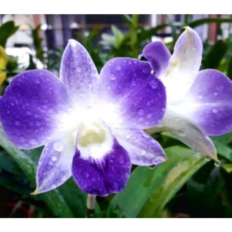 Pohon Anggrek Dendrobium Bunga Biru Dewasa Siap Spike