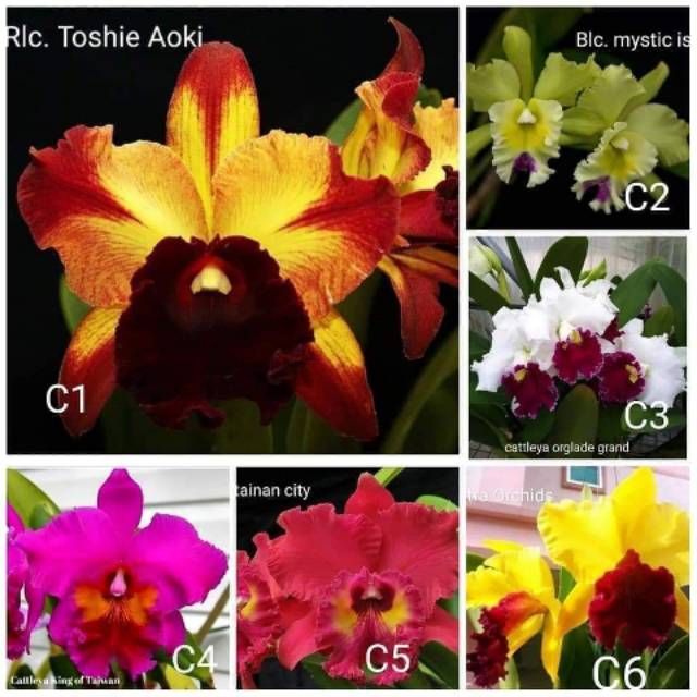 Anggrek cattleya seedling