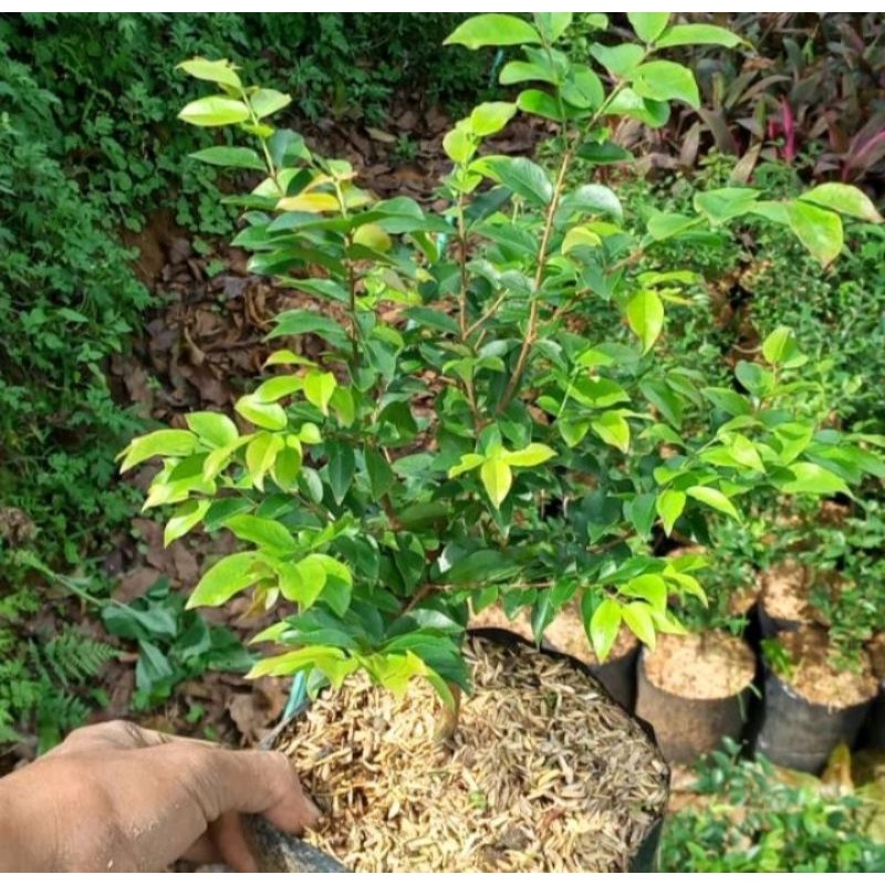 Tanaman anggur brazil/Kupa landak