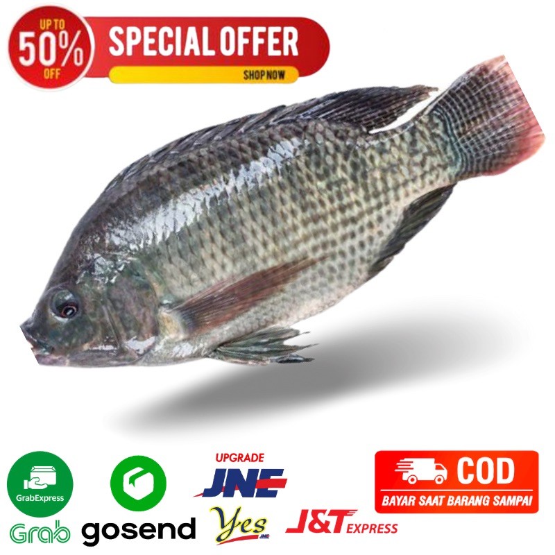 Jual Ikan Mujair Nila Kg Ikan Mujair Nila Segar Bandung Indonesia